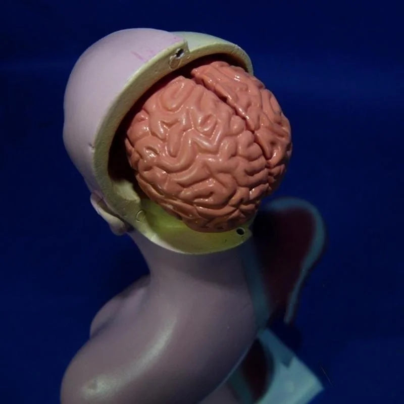 Gros plan sur le cerveau du modèle anatomique – découverte du système nerveux pour enfants