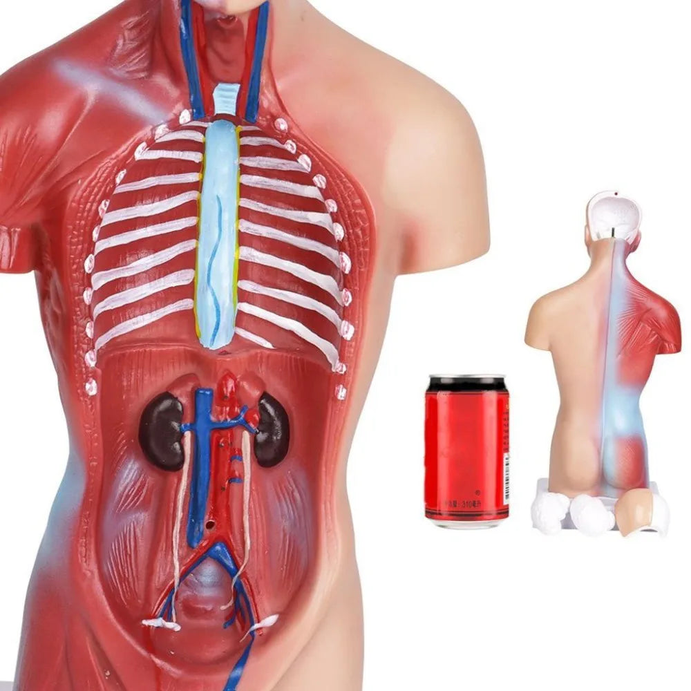 Modèle anatomique humain 28 cm sur base stable – outil éducatif durable