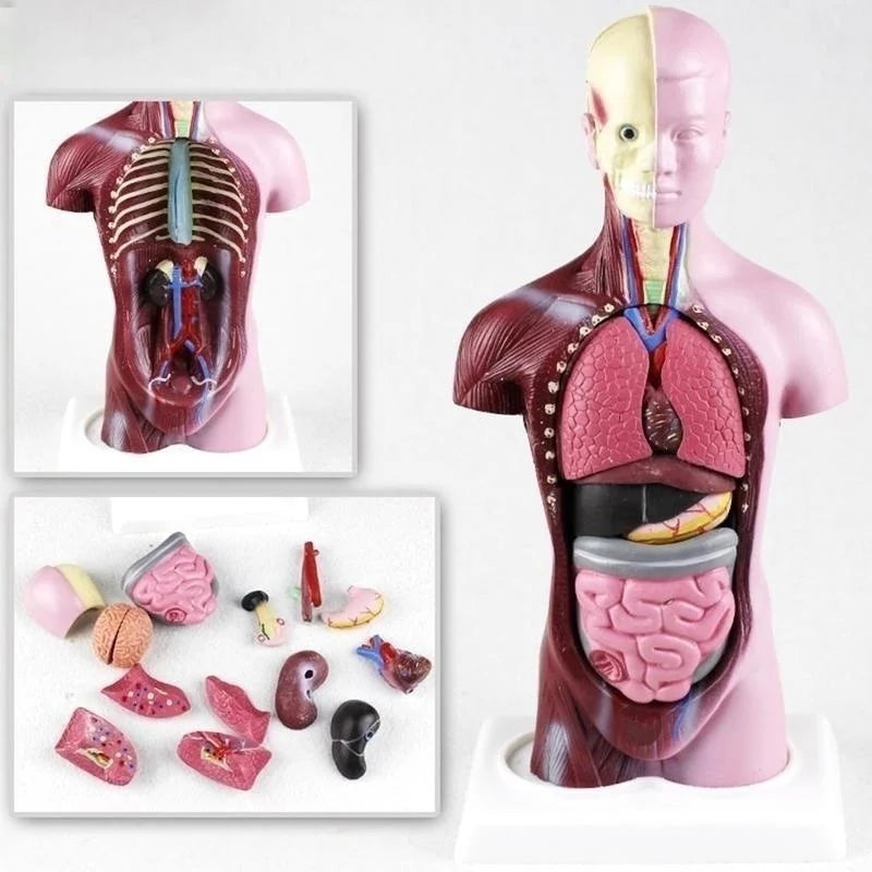Organes internes amovibles du modèle anatomique – cœur, poumons, foie, estomac – éducation 6 ans et +
