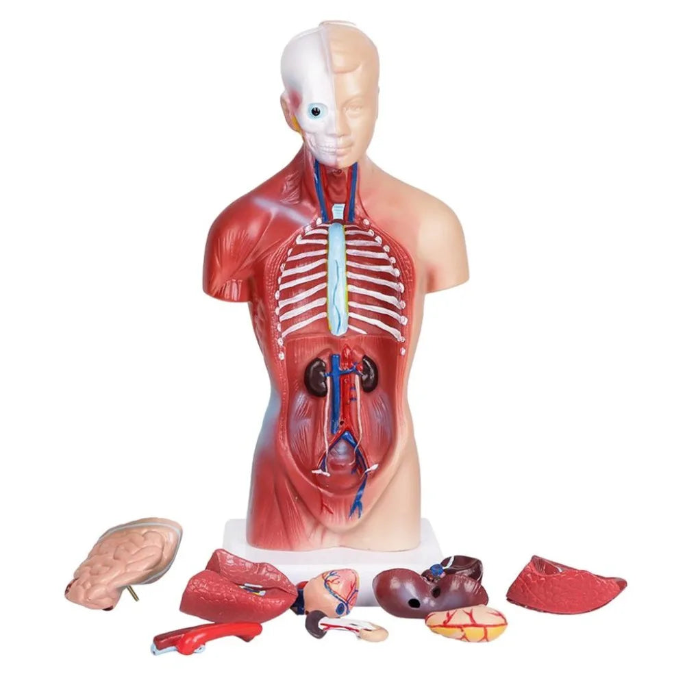 Organes internes amovibles du modèle anatomique – cœur, poumons, foie, estomac