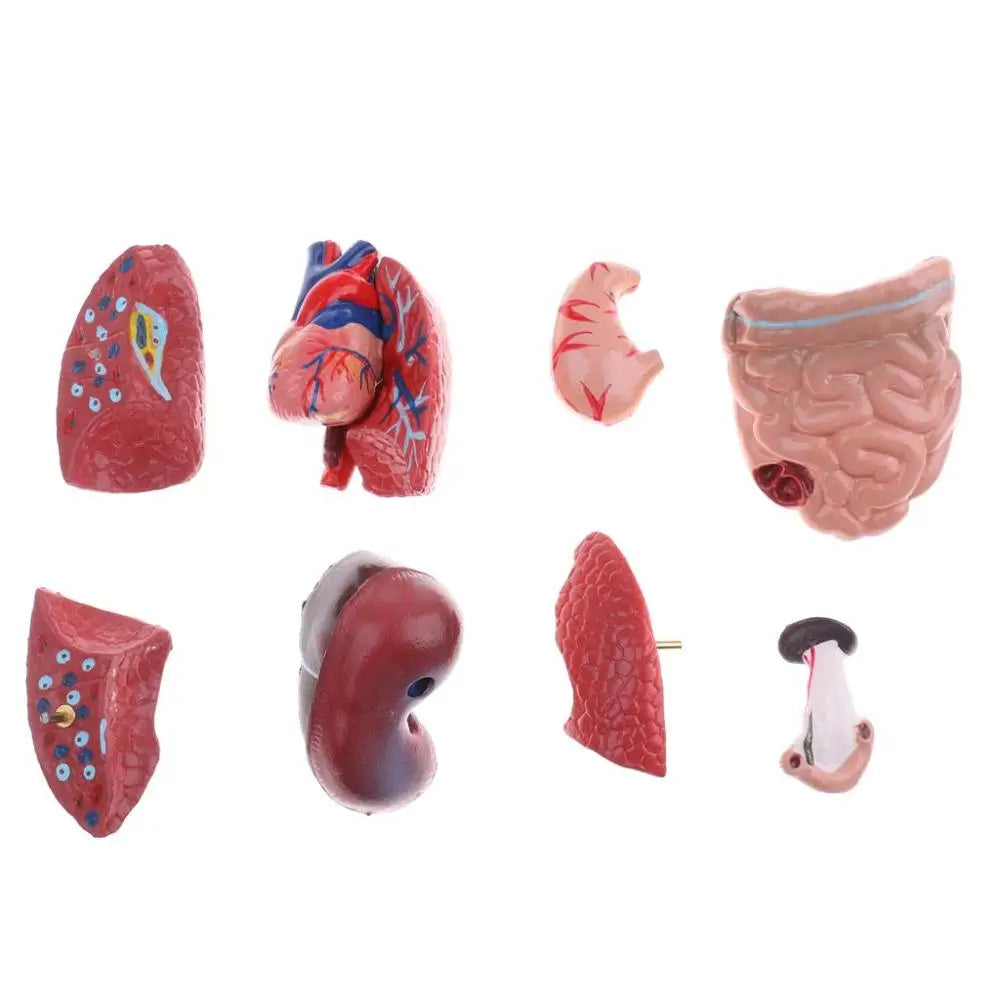 Organes du corps humain présentés séparément – support pédagogique anatomie