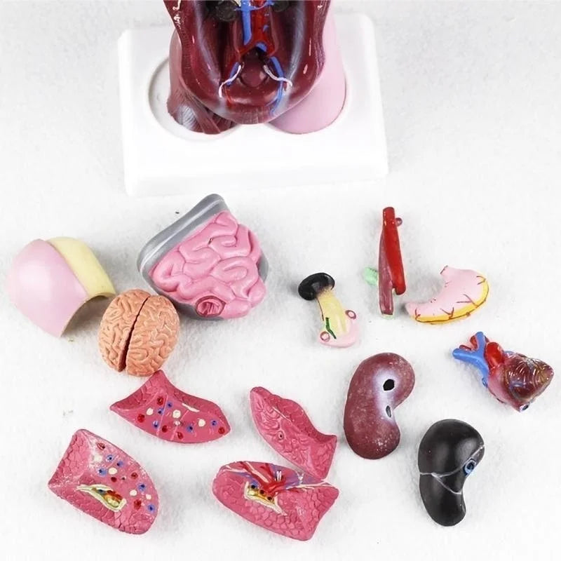 Organes du corps humain présentés séparément – matériel éducatif pour découverte de l’anatomie