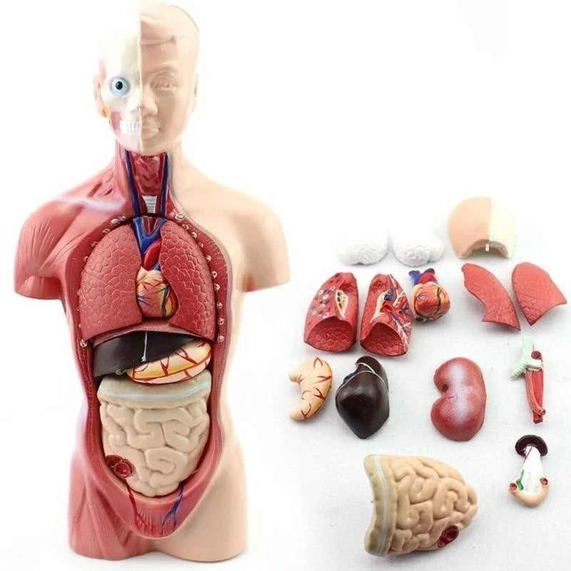 Modèle anatomique humain 28 cm – torse complet avec organes internes – apprentissage sciences