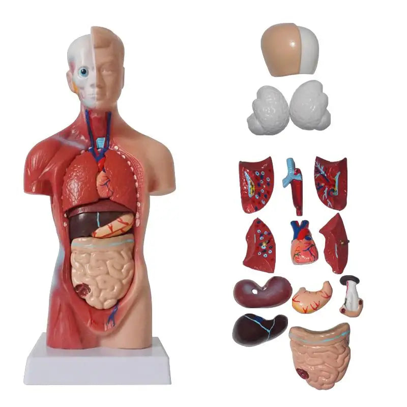 Modèle anatomique humain 28 cm avec organes internes – matériel éducatif sciences